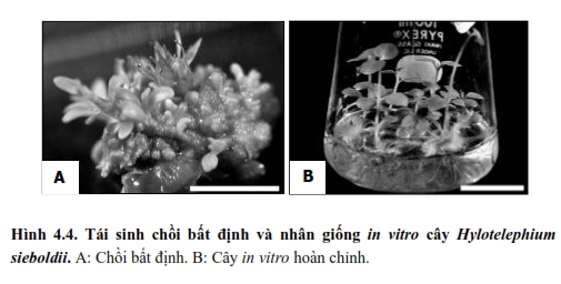 Tái sinh chồi bất định và nhân giống in vitro cây Hylotelephium sieboldii