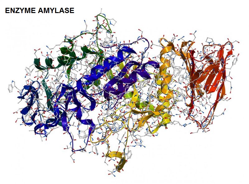 Amylase là enzyme có trong tuyến nước bọt và dịch tiêu hóa