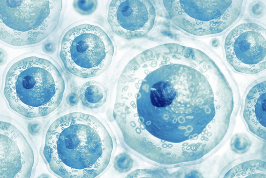 Nguồn gốc tế bào gốc là từ mô cơ thể trưởng thanh và phôi